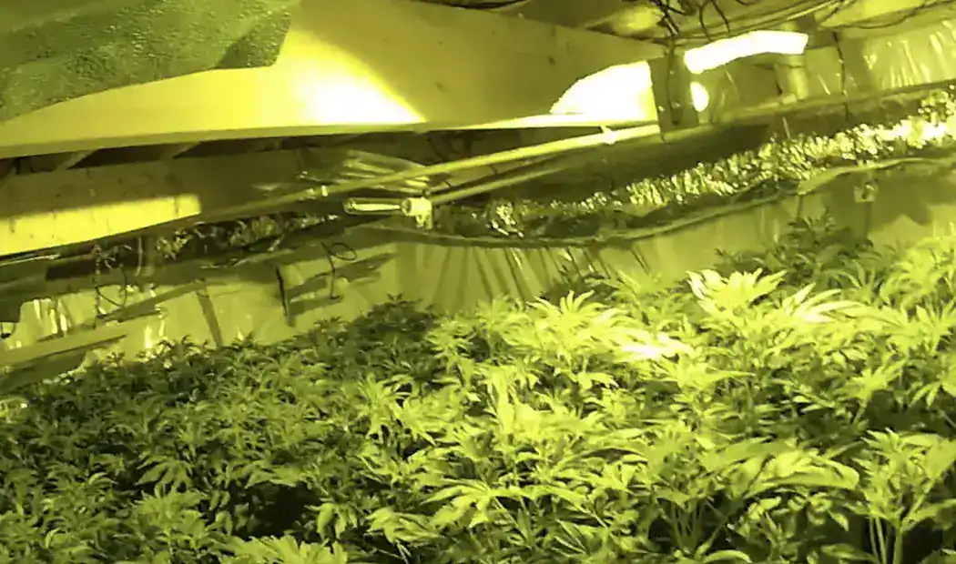 Dunkirk Drug Den Raided: Police Bust 300-Plant Cannabis Farm in Four-Storey Home