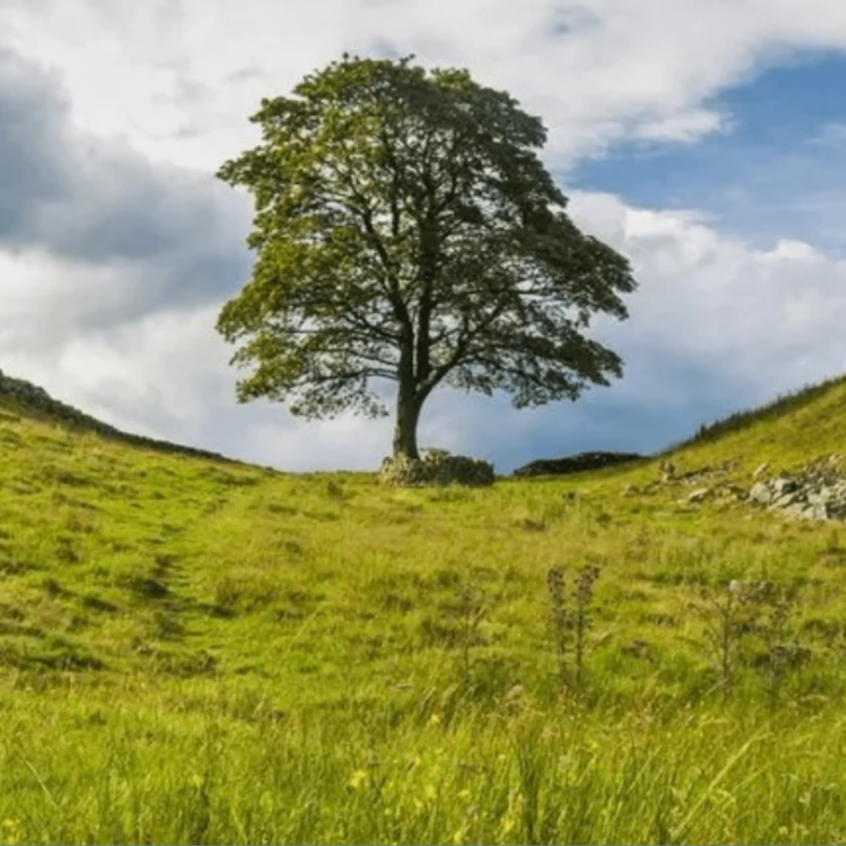Teen Arrested for Felling Iconic Sycamore Gap ‘Robin Hood’ Tree, Nation in Shock