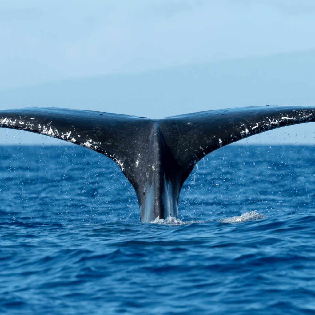 Tragic Fishing Trip Turns Fatal As Whale Capsizes Boat Near Sydney