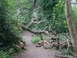 The Public Is Being Warned About A Man "exposing Himself At Women" In Eltham's Oxleas Woods