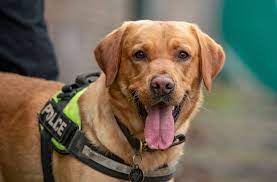 A Police Sniffer Dog Has Helped To Detect Almost 400 Wraps Of Heroin And Crack Cocaine At An Address In Chatham