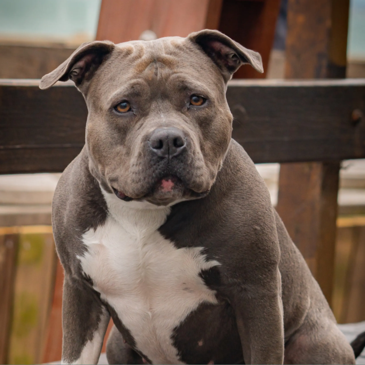 American XL Bully Dogs to Be Banned in the UK Following Surge in “Horror” Attacks