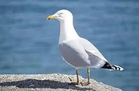 A Sunderland Man Has Pleaded Guilty To Committing A Sex Act On A Little Bird
