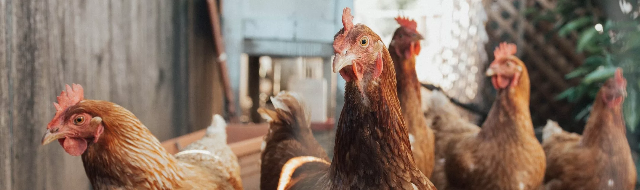 The Recent Death Of A Chinese Woman Due To The H3n8 Bird Flu Virus Has Caused Alarm Among Health Officials Worldwide