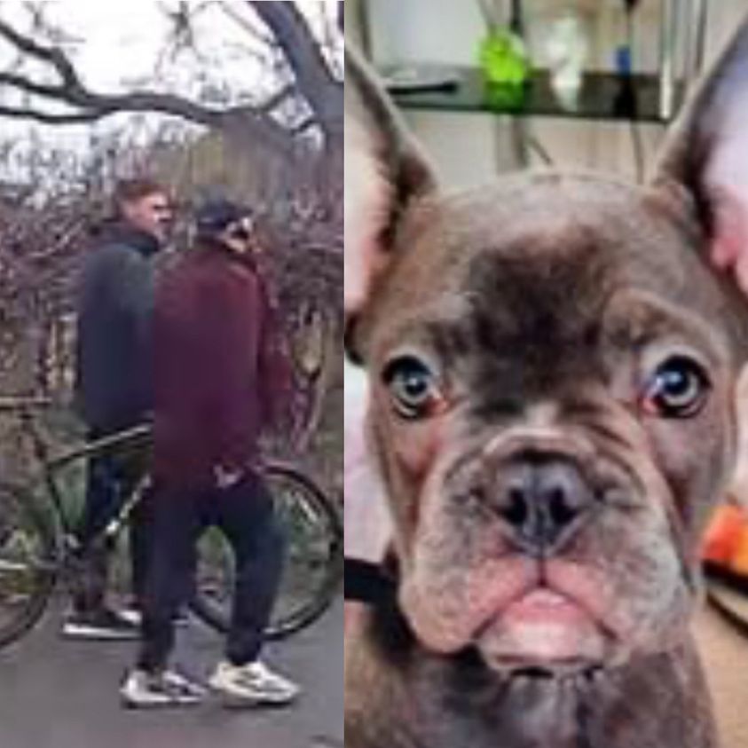 Police Are Appealing For Witnesses And Information After A 10-week-old French Bulldog Puppy Was Stolen In A Robbery