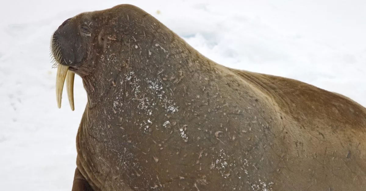 The Recent Unveiling Of A Bronze Sculpture Of Freya The Walrus Has Brought Attention Back To A Controversial Event That Occurred Last Summer