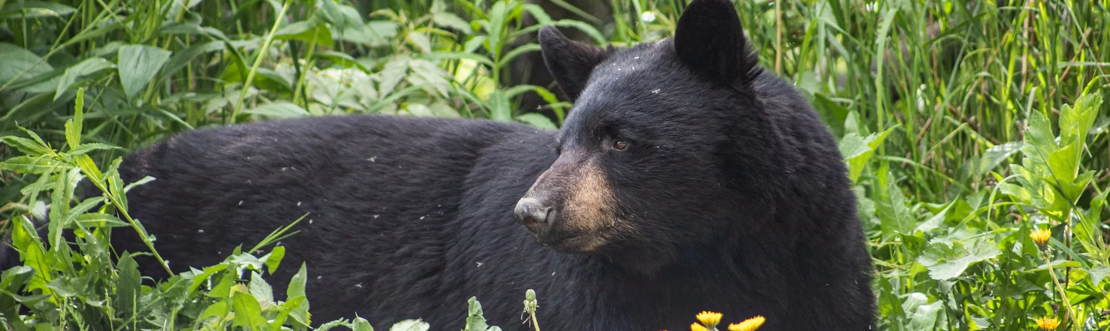Japanese Vending Machines Have Gained International Attention For Their Unusual Offerings, From Cans Of Snails To Edible Insects