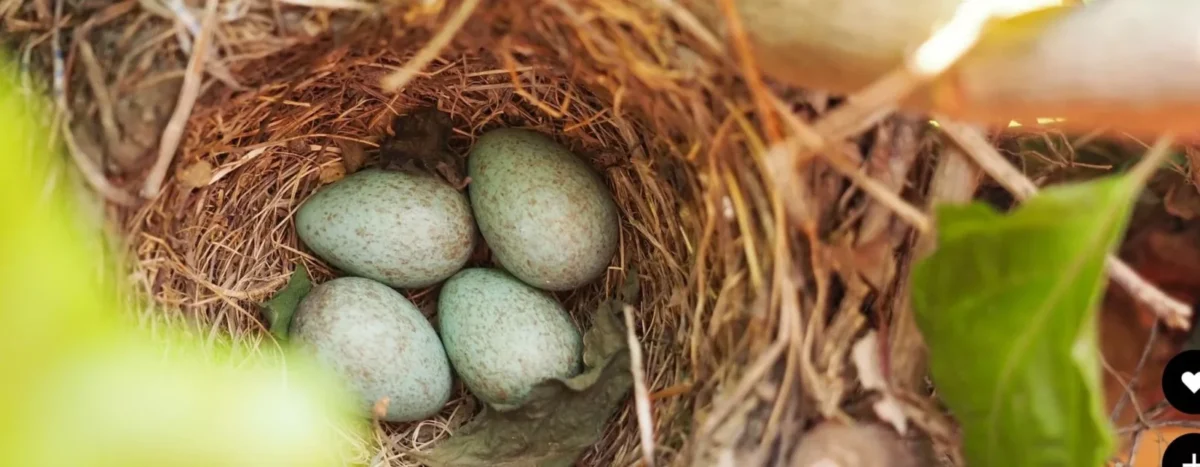 Police Launch Spring Crackdown on Egg Thieves Targeting Rare Birds in Staffordshire