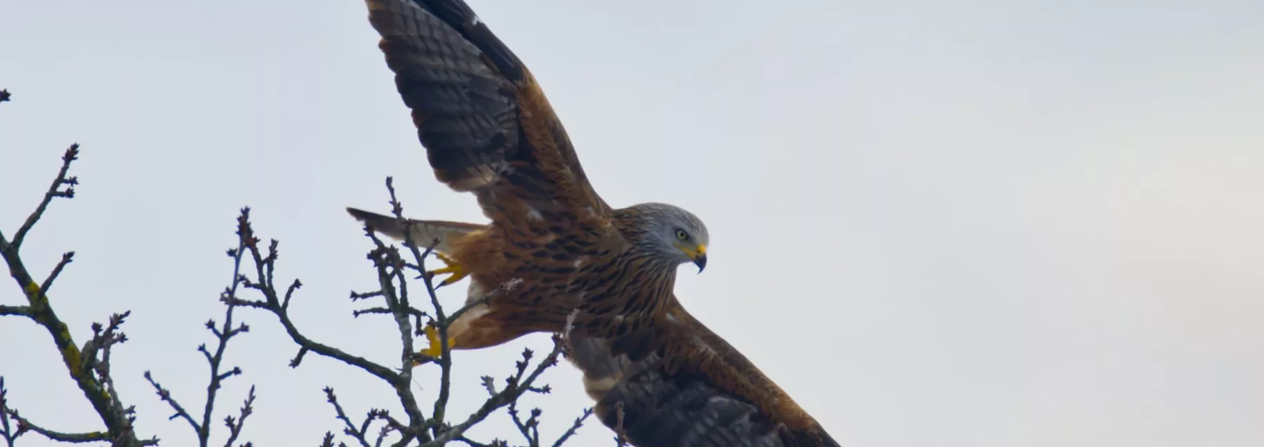 A Protected Bird Of Prey Was Shot Near Grantown-on-spey, Prompting Police To Issue An Appeal For Information