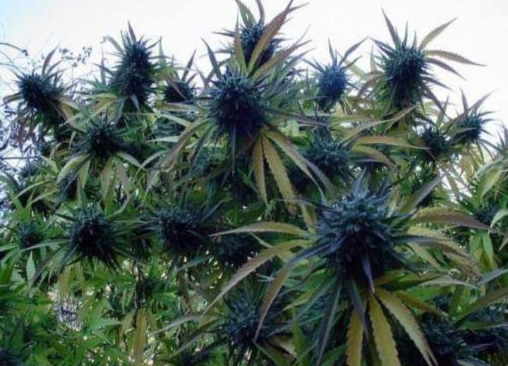 Officers Investigating Drug Cultivation At A Property In Southampton Have Charged A Man