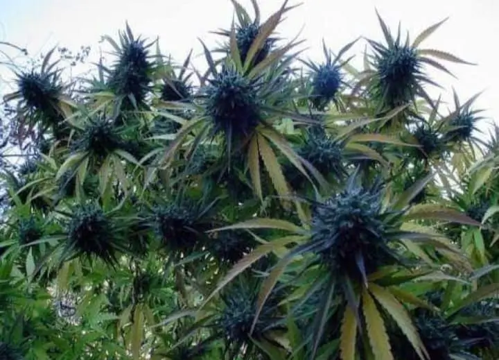 Officers investigating drug cultivation at a property in Southampton have charged a man