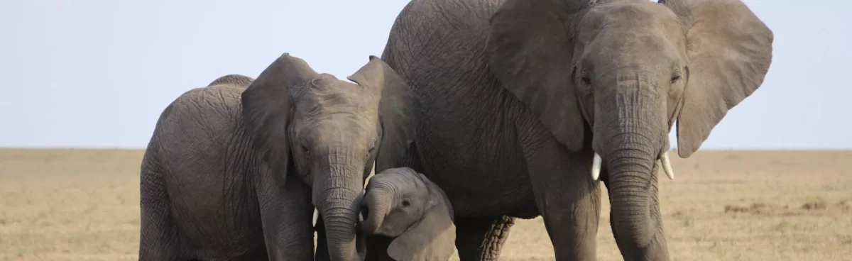 Five Elephants In The Sahel State Of Chad Have Been Killed By Poachers