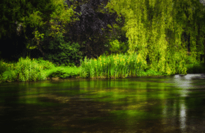Teesside First Area To Benefit From New Scheme To Unlock Development And Drive Nature Recovery