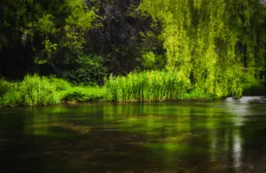 Teesside First Area To Benefit From New Scheme To Unlock Development And Drive Nature Recovery