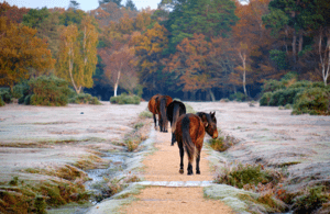 Major Broadband Upgrade For New Forest To Benefit Thousands Of Rural Properties