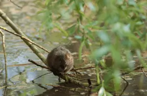 Boost For Rare And Threatened Species With New Conservation Funding Announced