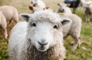 Dog Attack Leaves Eight Sheep Dead and Several Injured
