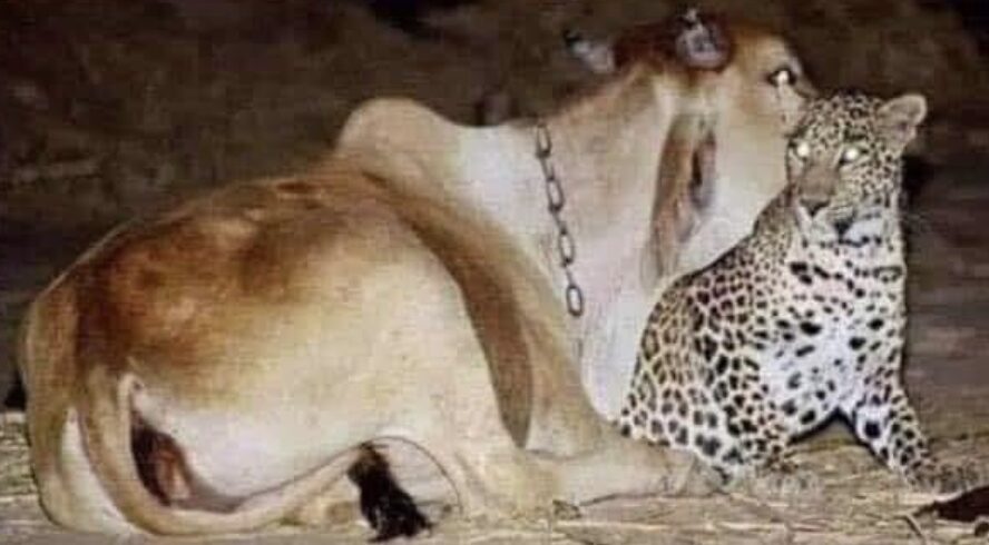 This Is Such A Sweet Little Tale  That Was Caught  On Cctv