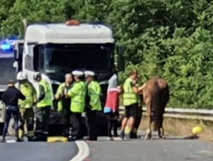 Horse Involved In Jackknifed Trailer On The M27 Motorway That Has Left Two Lanes Blocked