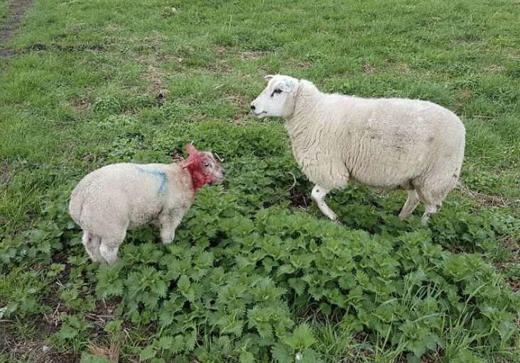 Dog Owners Are Reminded To Take Responsibility For Their Pets After A Report Of Sheep Being Attacked Near Tenterden