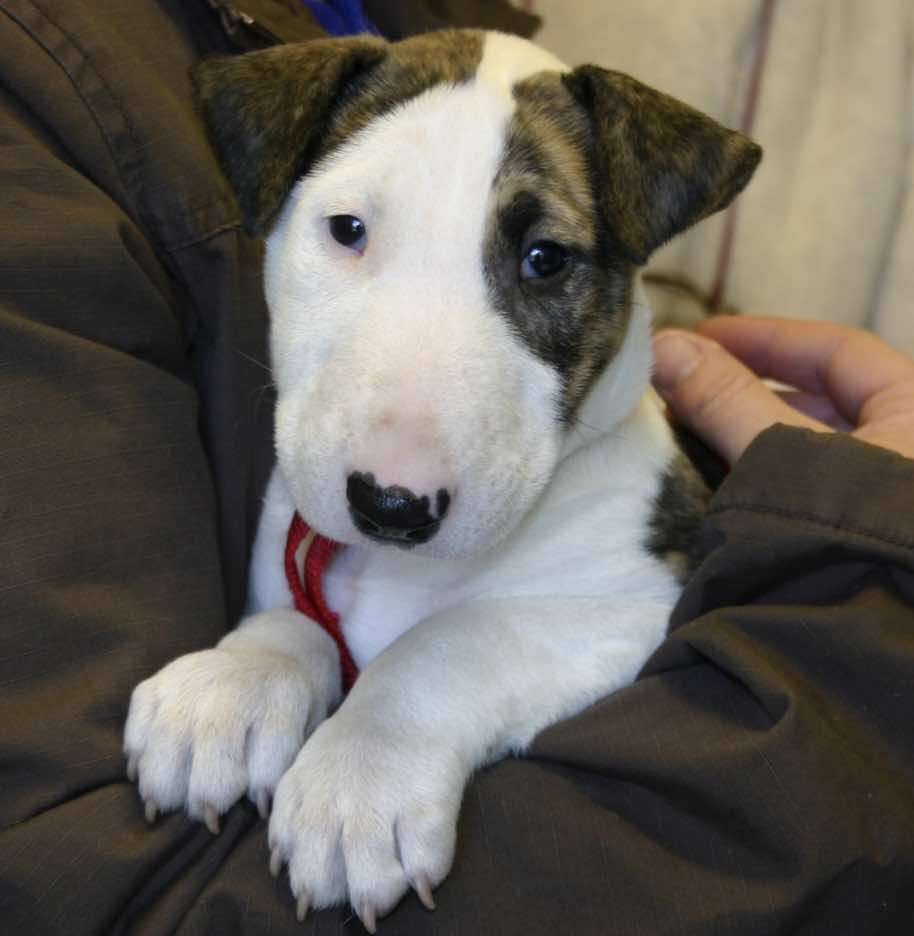 Vets Hail Decisive Government Proposals To Crack Down On Illegal Puppy Imports