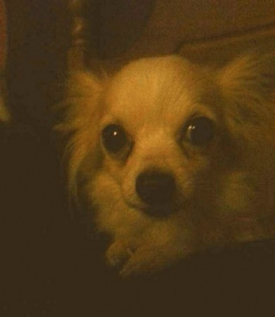 Owners Appeal For Safe Return Of Dog Stolen In Gosport  Breaking In