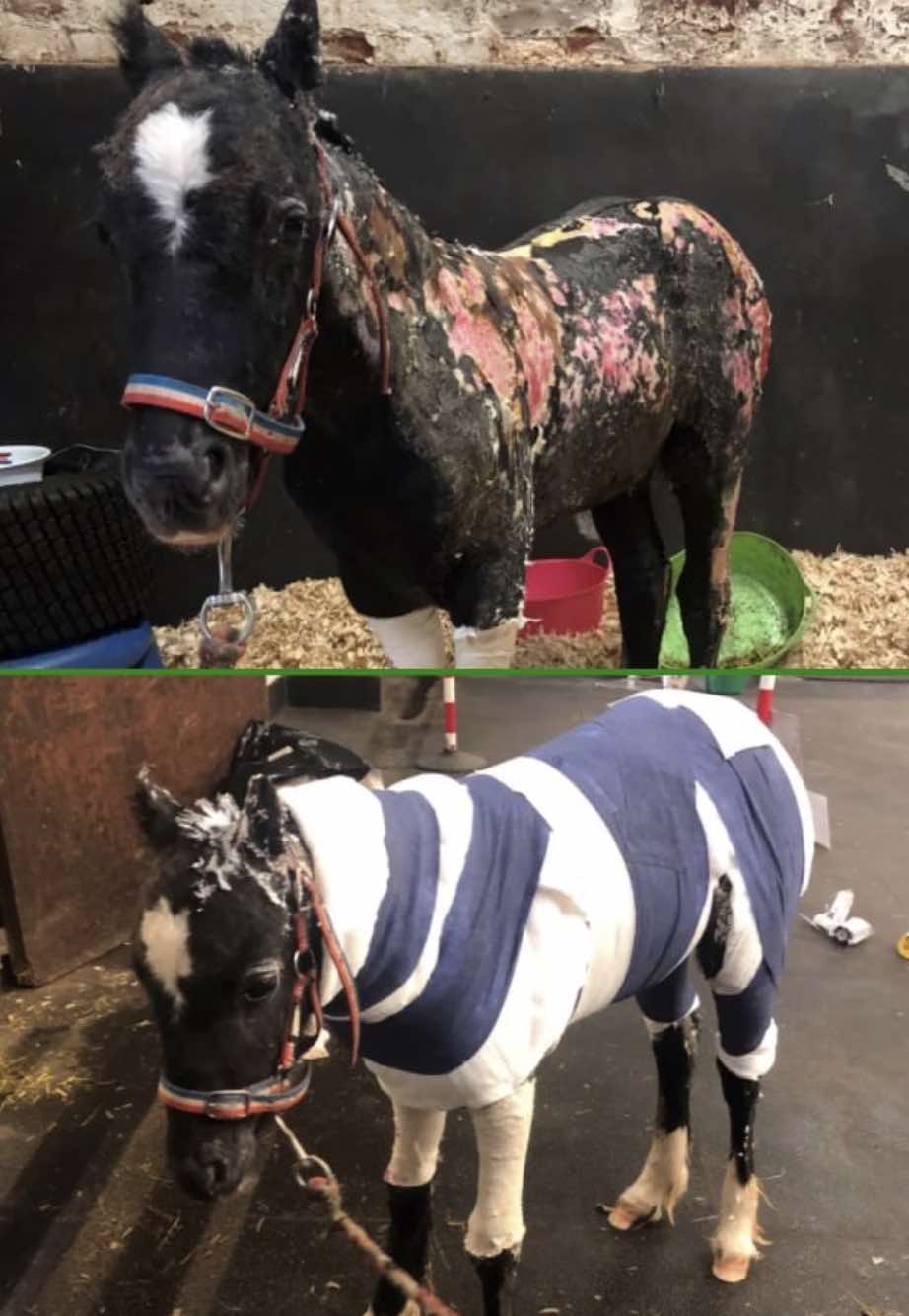 "not Out Of The Woods Yet" Foal Set Alight In Suspected Arson Attack Recovering At Redwings Horse Sanctuary