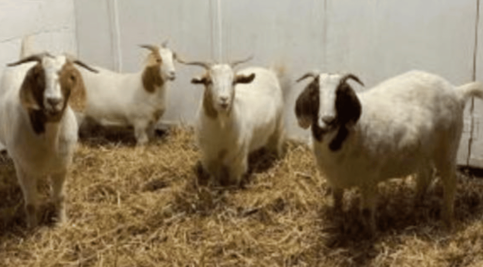 A Horse Charity In Essex Has Welcomed Further Rescues To Its Sanctuary - This Time Four Young Goats Saved From Slaughter