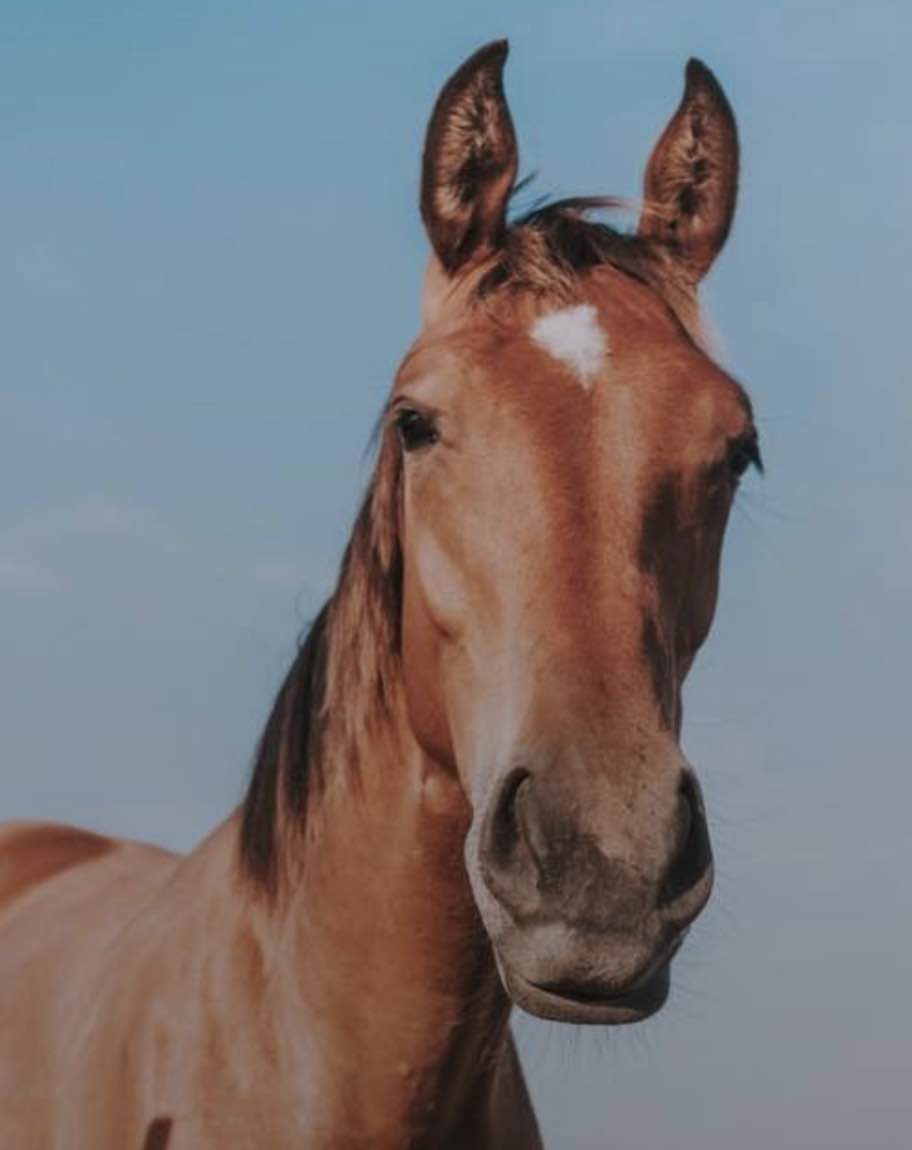 A Woman Who Appears To Kick And Slap A Horse In Footage Shared On Social Media Has Been Condemned By The Uk's National Body For Hunting