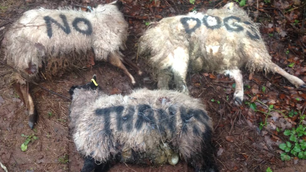 Witnesses Are Being Sought To Three Incidents, Which Left A Total Of 15 Sheep Dead Following Suspected Dog Attacks In Alkham, Dover