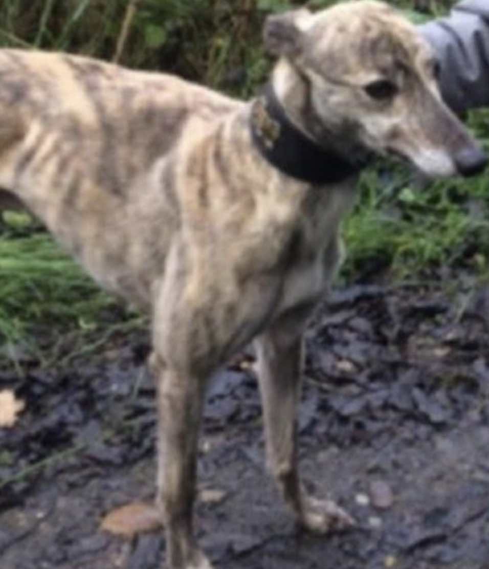 A man has been arrested on suspicion of attempted murder and two more people have been detained after a woman was attacked while looking …