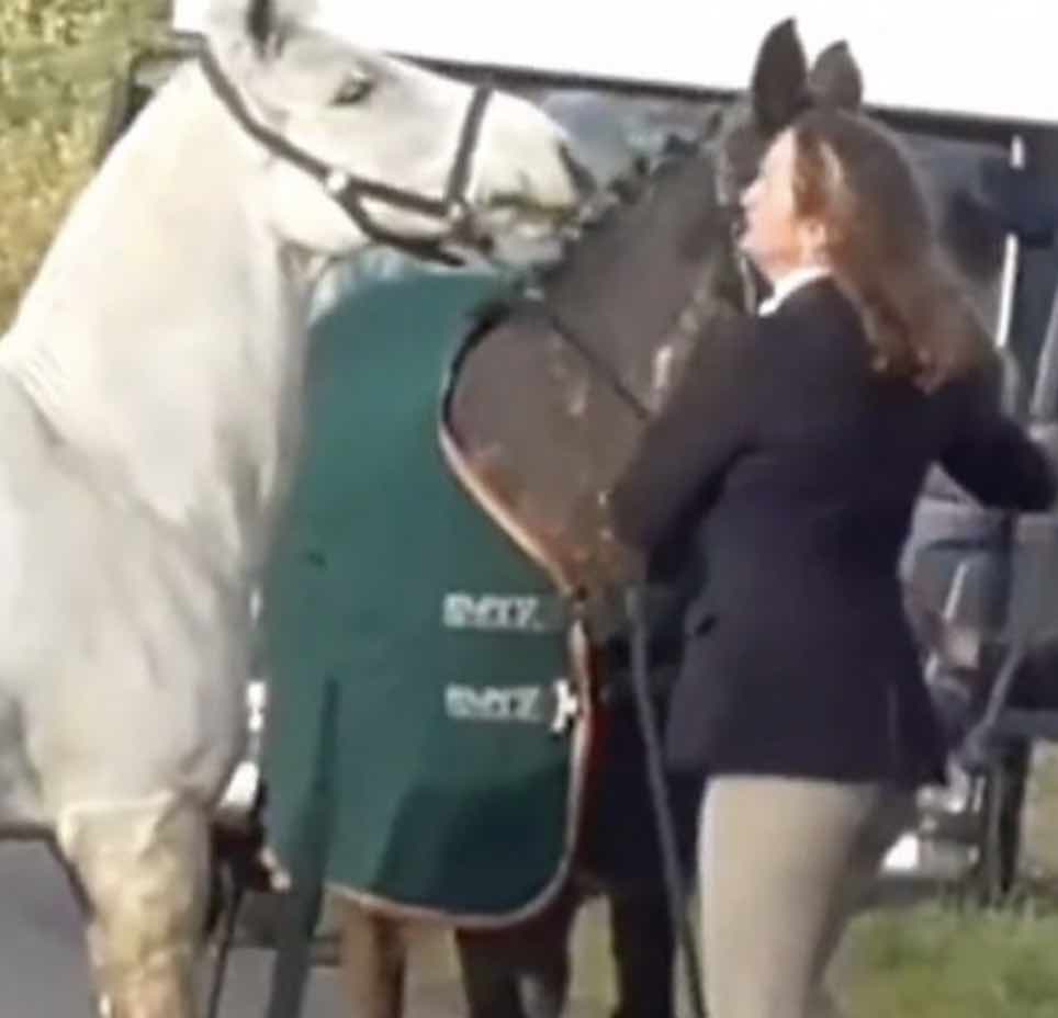 A Primary School Teacher Has Been Sacked After A Video Showing A Horse Being Hit By A Woman Went Viral