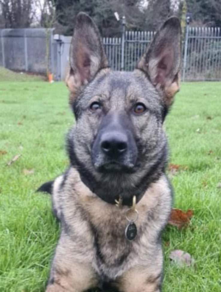 A Man Who Attempted To Evade Police By Hiding In Thick Undergrowth In A Medway Park Has Been Arrested