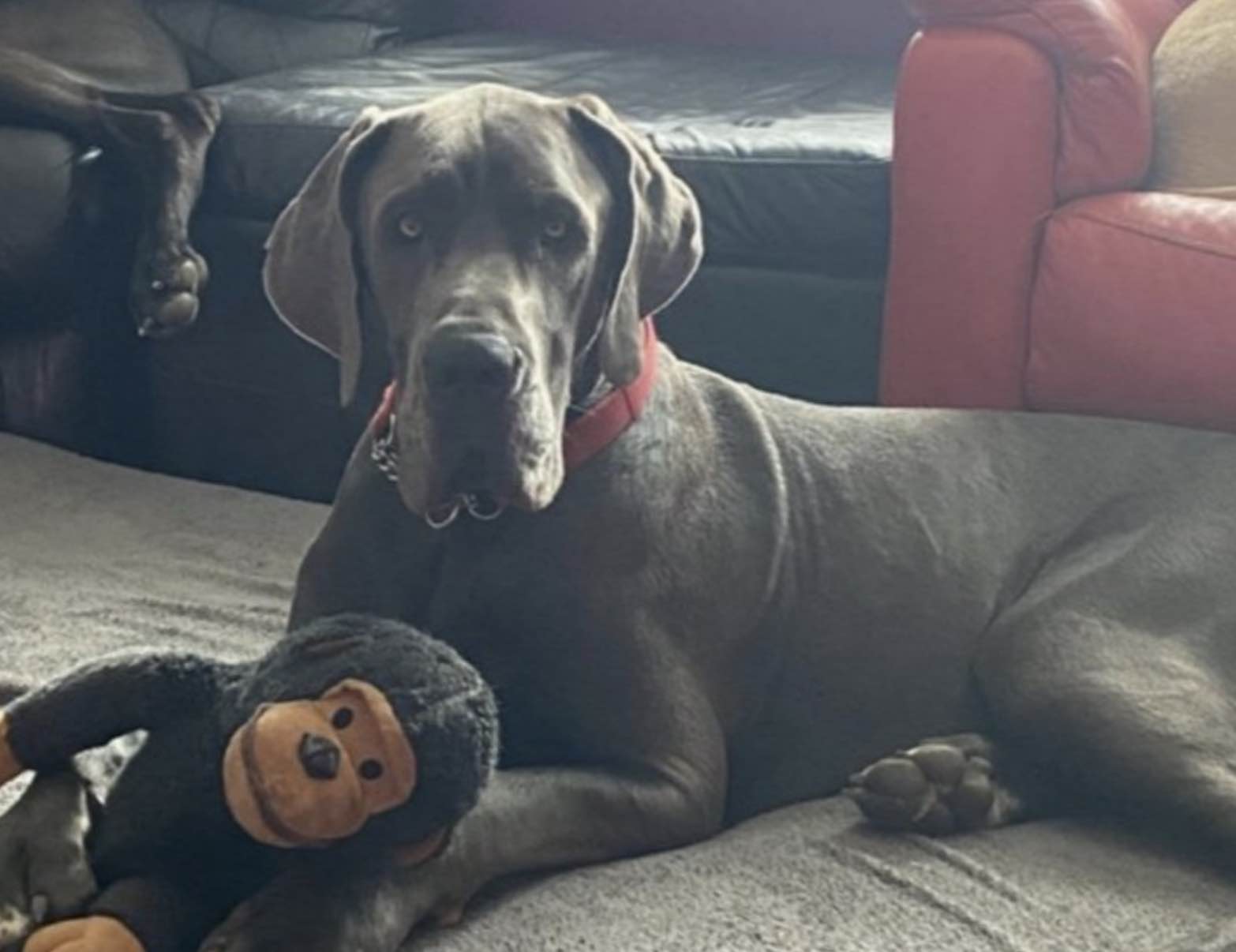 Owner Was Left Devastated When His 13-month Old ‘beautiful Boy’ Odin Had To Be Put To Sleep In September