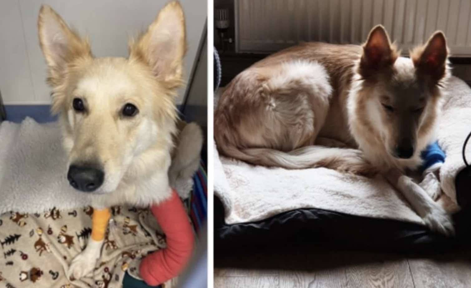 A German Shepherd involved in a collision on the M20 is now on the road to recovery thanks to the support of our Canine CPVs (Community P…