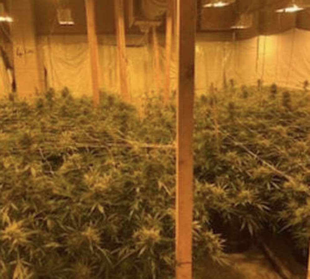An Arrest Has Been Made After Officers Uncovered A Cannabis Cultivation Near #ashford