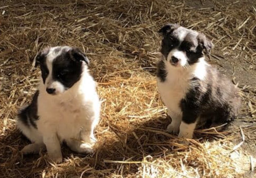 Police Are Issuing A New Forest-wide Appeal For Any Witnesses, Or Anyone With Information, To Come Forward After A Number Of Dogs Were Stolen From A Farm In Bramshaw