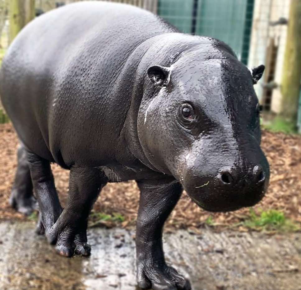 Marwell Wildlife's New Female Pygmy Hippo Recently Arrived From Colchester Zoo And Keepers Report That Although She Is A Little Shy, She Is Gaining Confidence Each Day And Settling In Well