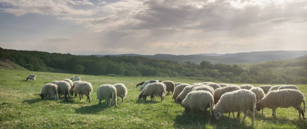 Lambing Season Is Upon Us And We're Reminding Dog Owners To Act Responsibly