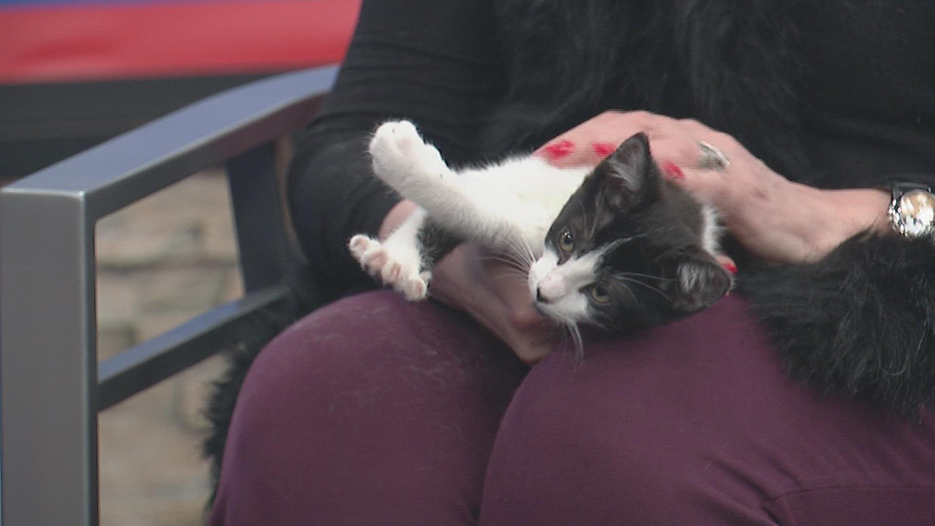 Members Of The Public Will Be Able To Speak To Professionals And Specialists At The Event In  Dover