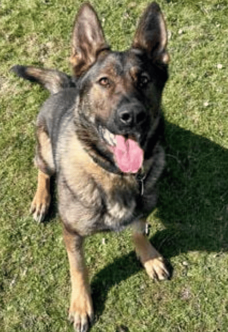 Life-saving First Aid Has Helped Rescue A Vulnerable Man, With Vital Assistance Provided A Kent Police Dog