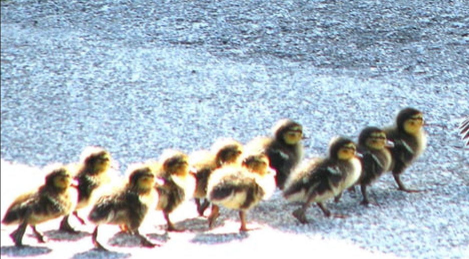 Police are investigating reports three ducklings were killed when they were run over by a van after other traffic had stopped to let them…