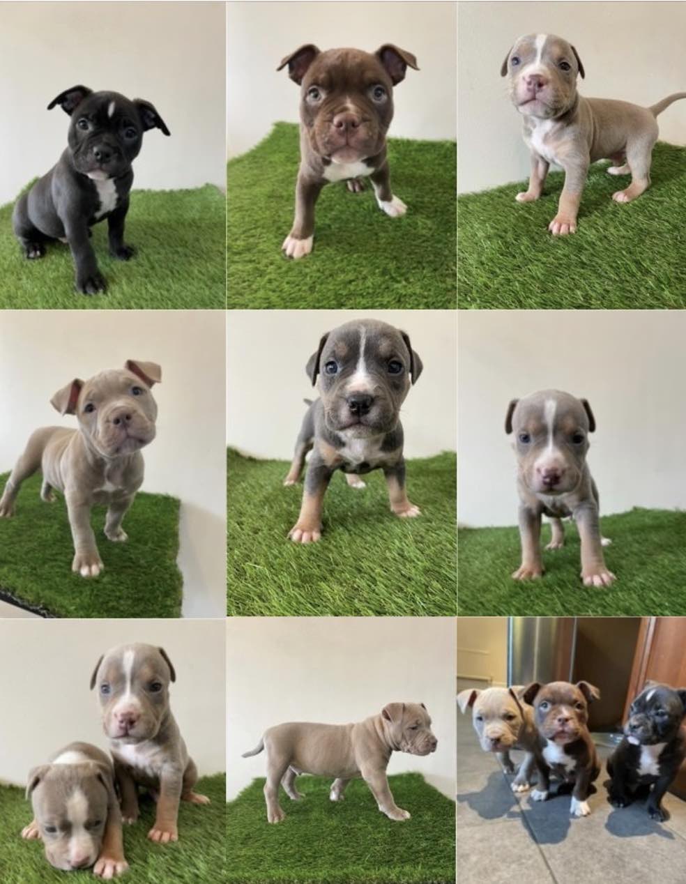 Officers Investigating A Burglary Where Puppies Were Stolen From An Address In Bournemouth Are Appealing For Witnesses Or Anyone With Information To Come Forward