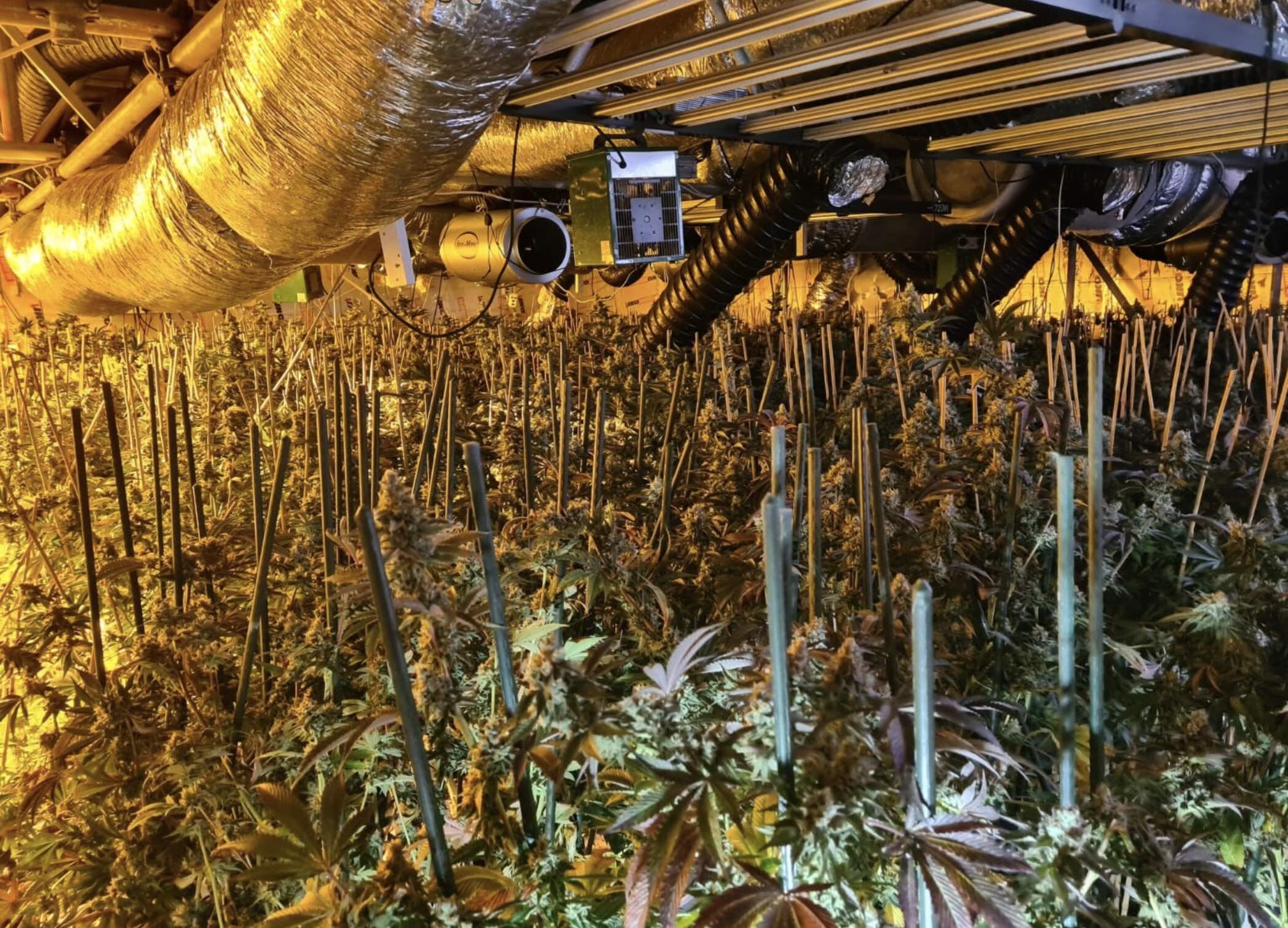 Police Have Discovered £650,000 Worth Of Weed Being Grown In The Darwin Ward Of Bromley