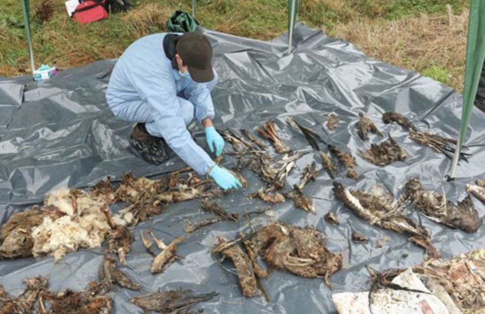 He Denied Killing The Birds, Which Were Discovered In A Well After A Warrant Was Served At The Farm Where He Worked As A Gamekeeper