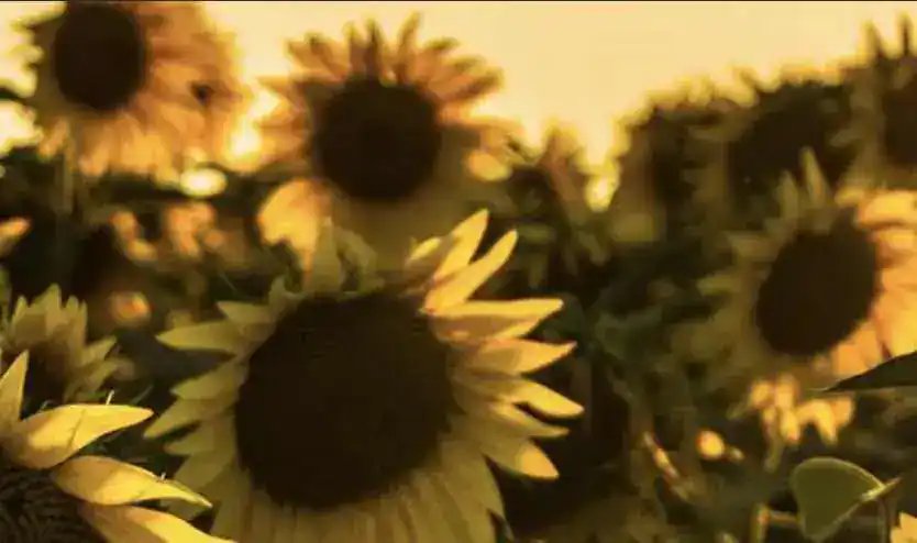 London Weather Forecast: Capital to Sizzle at 25°C as Sunshine Replaces Drizzle – UKNIP