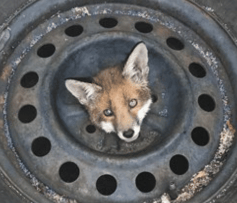 Firefighters Rescued A Fox Cub Who Had His Head Trapped In A Wheel In Tottenham