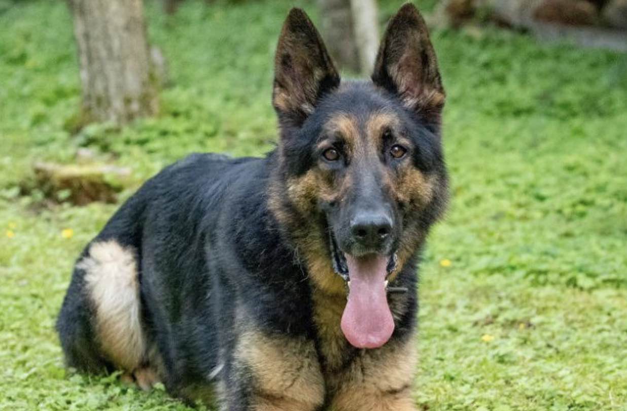 Two Suspected Thieves Were Apprehended By A Police Dog In Separate Incidents On The Same Morning