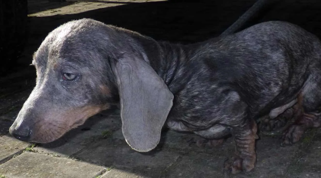 Elderly Couple Banned for 8 Years After Dogs Found Living in Filthy, Excrement-Filled Van in Nottinghamshire