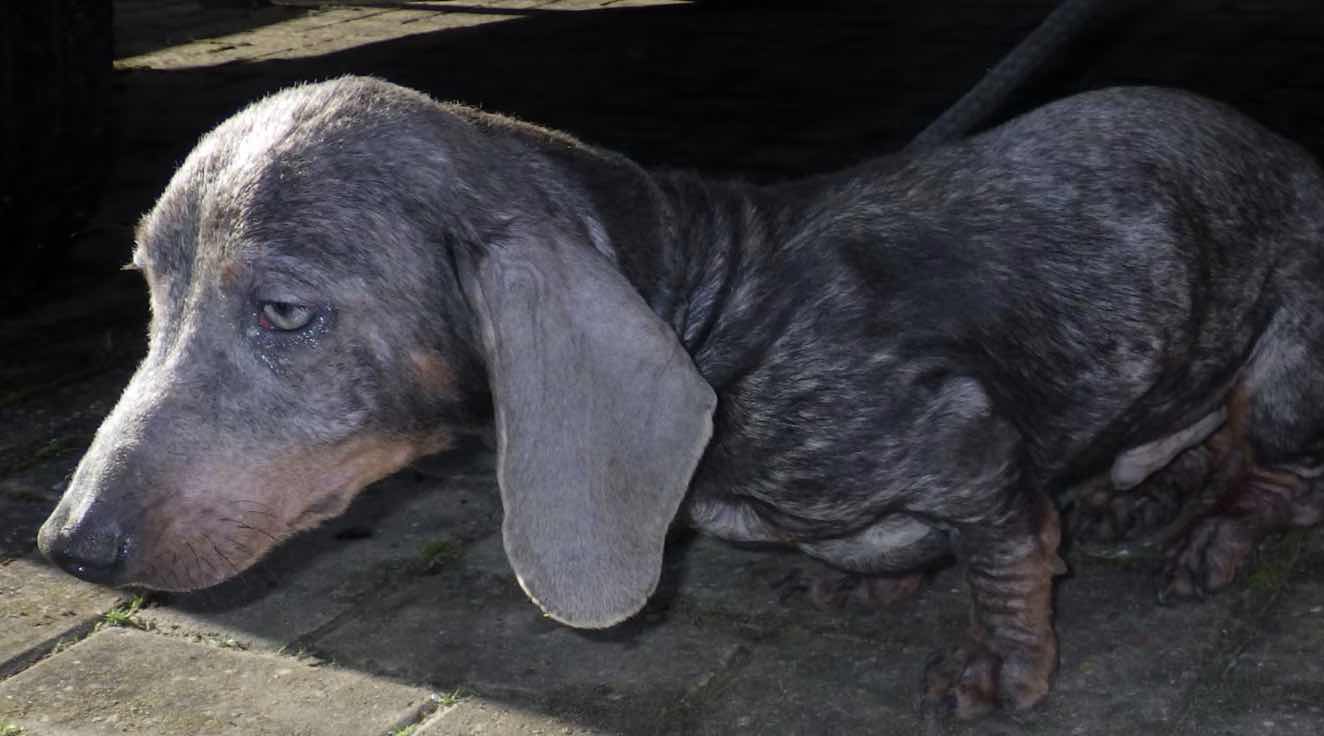 After Dogs Were Discovered Neglected And Living In Deplorable Conditions In The Back Of A Van, An Elderly Couple Was Barred From Owning Any Animals For Eight Years